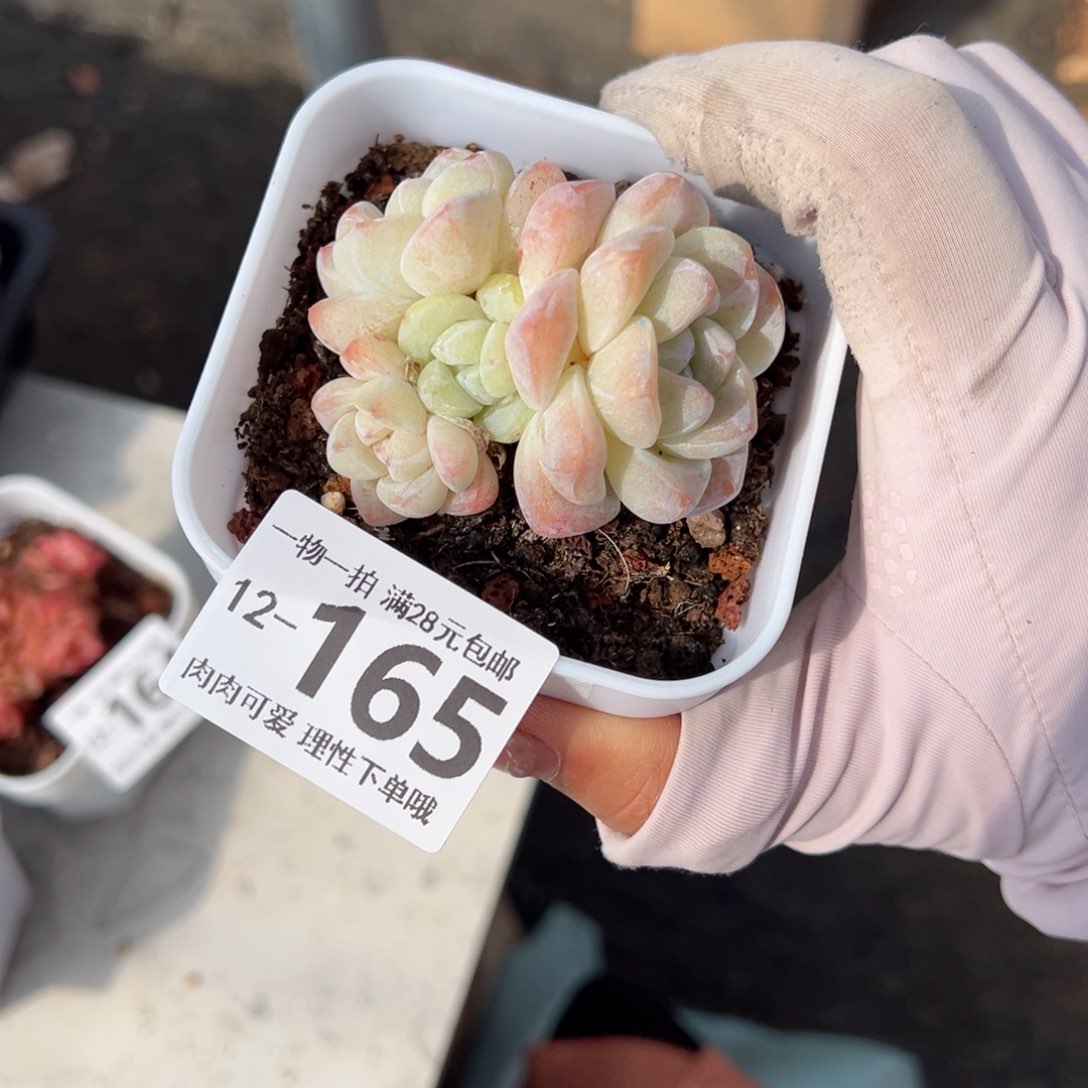 冰玉，多肉多肉多肉多肉