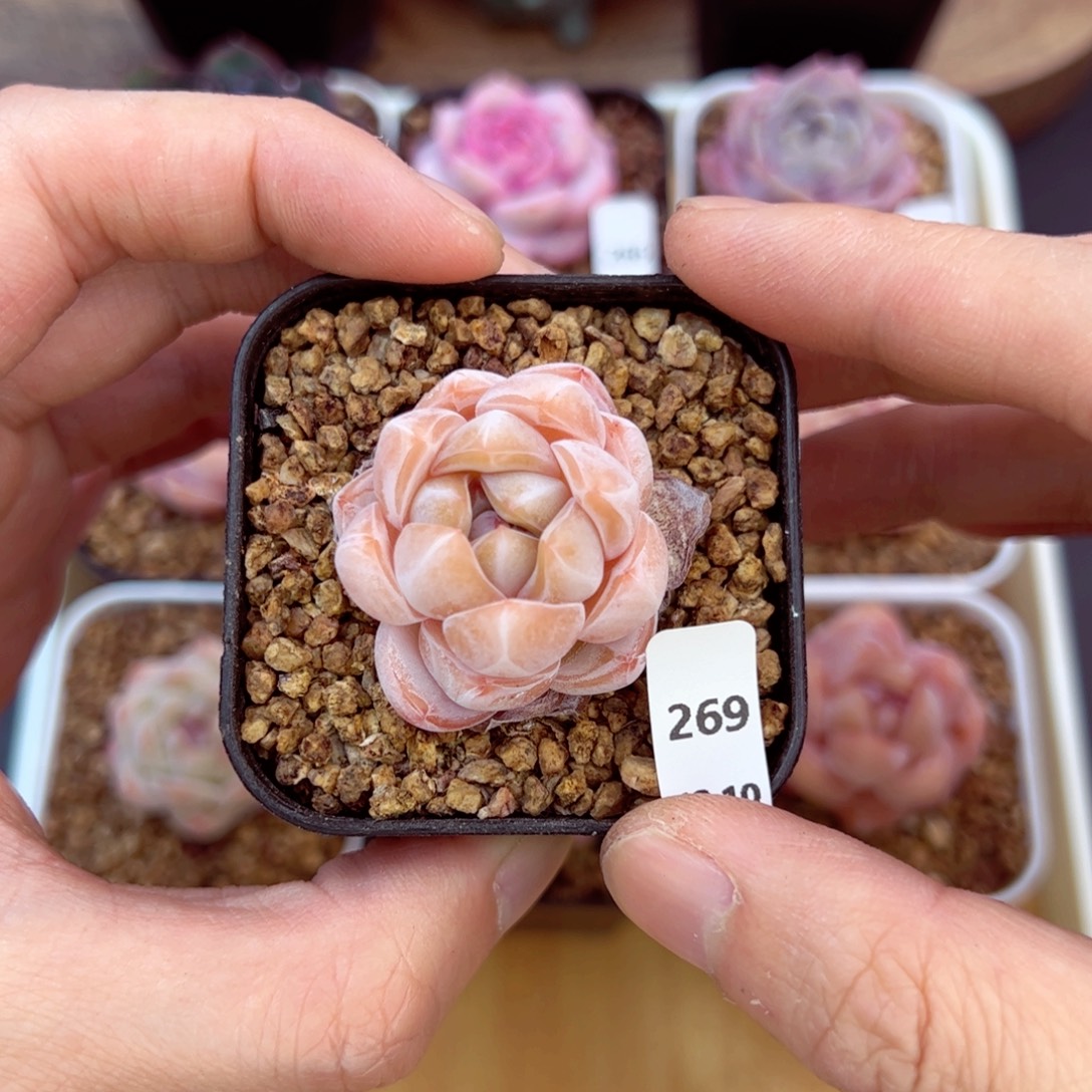 好好看269、哈哈哈哈