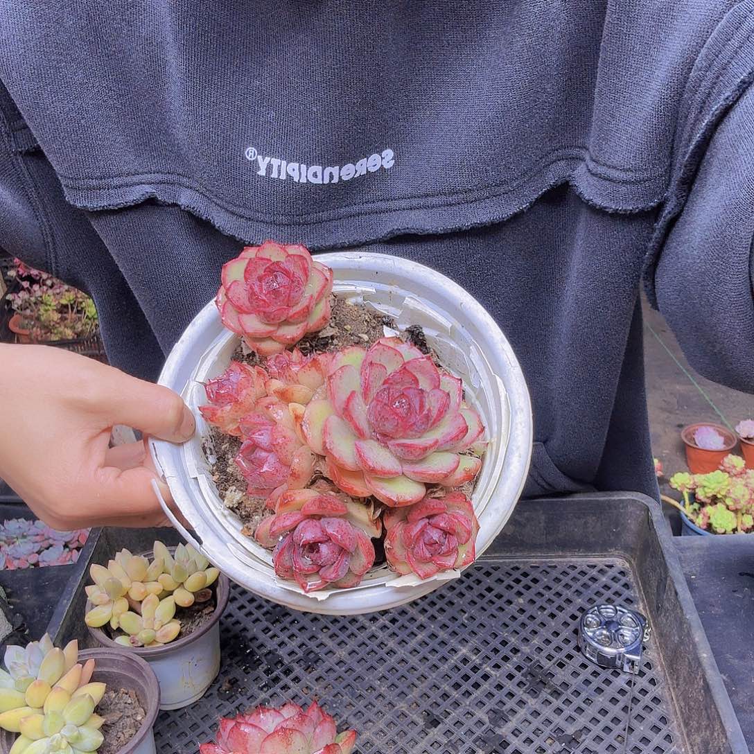 *****03黑水晶一物一拍