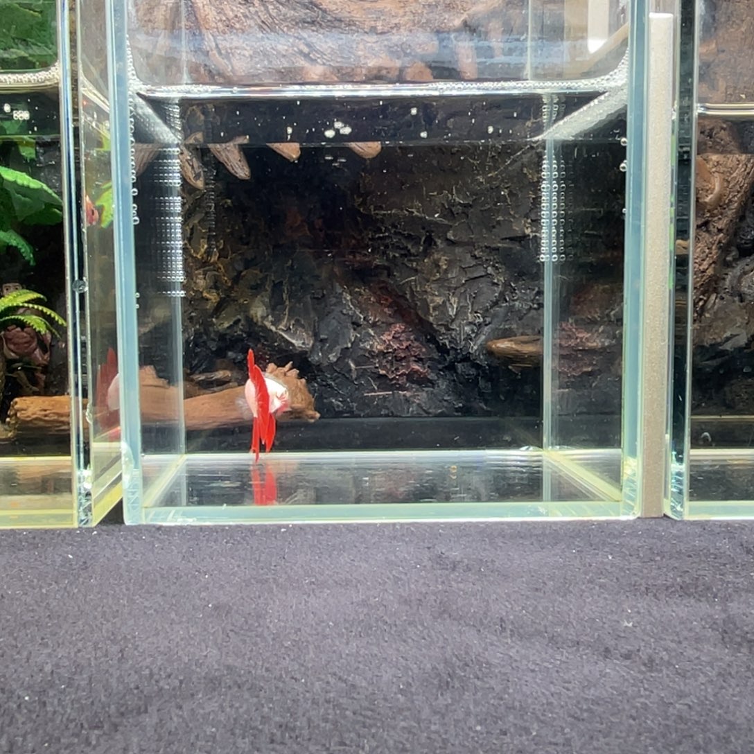 斗鱼十一月三十日竞价