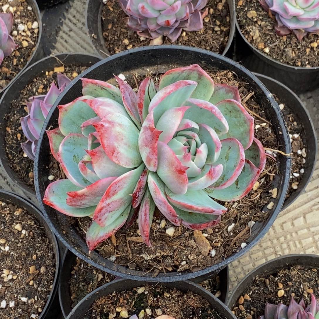 遵****丽48包邮一物一拍多肉植物