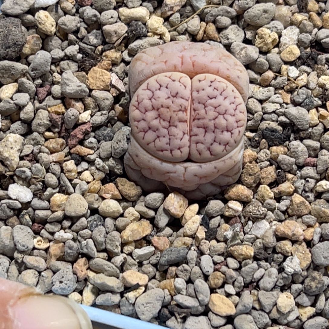 7272岛田凹凸189球体