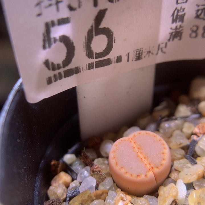 精品生石花多肉310.56