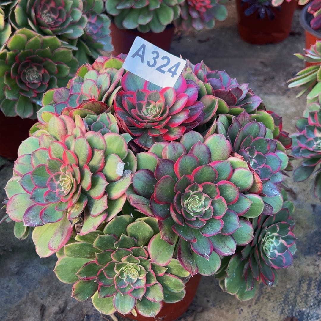 好***康无花朵粉花妖法师324