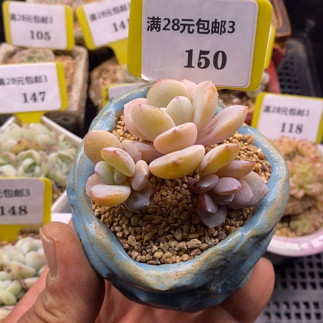 3150奶茶丸叶老桩三头群