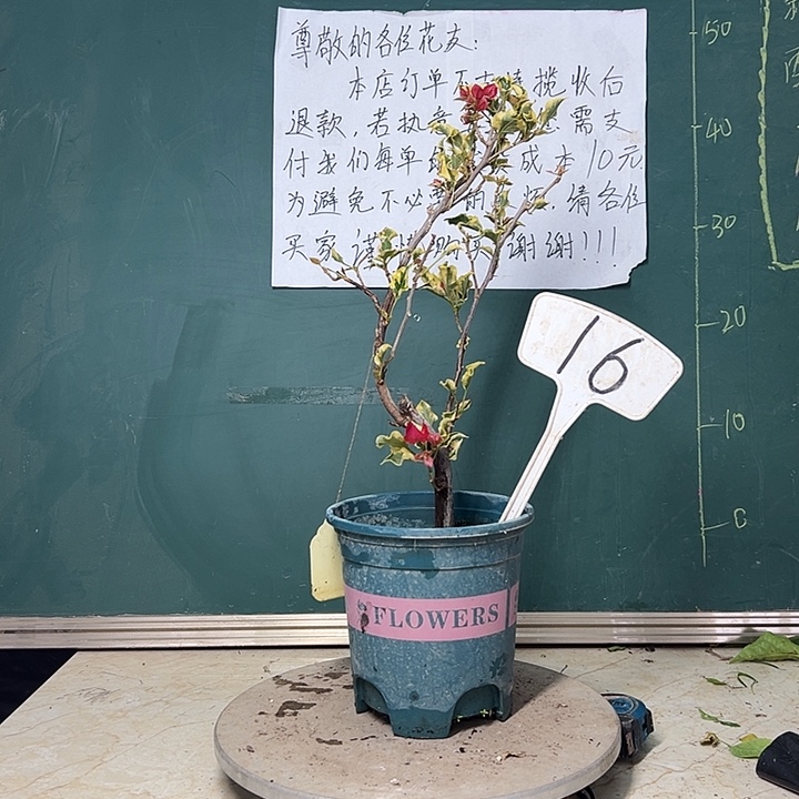 全部花苞  金边蒙娜丽莎黄  原生树头16