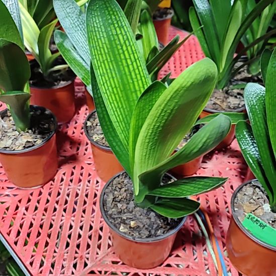 完全开放金龙吉祥大苗