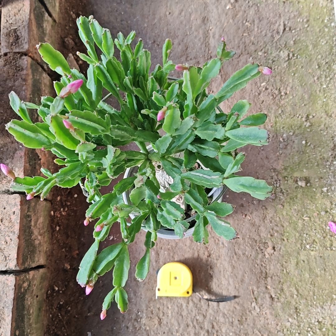 异类脱土脱盆易掉芽苞545