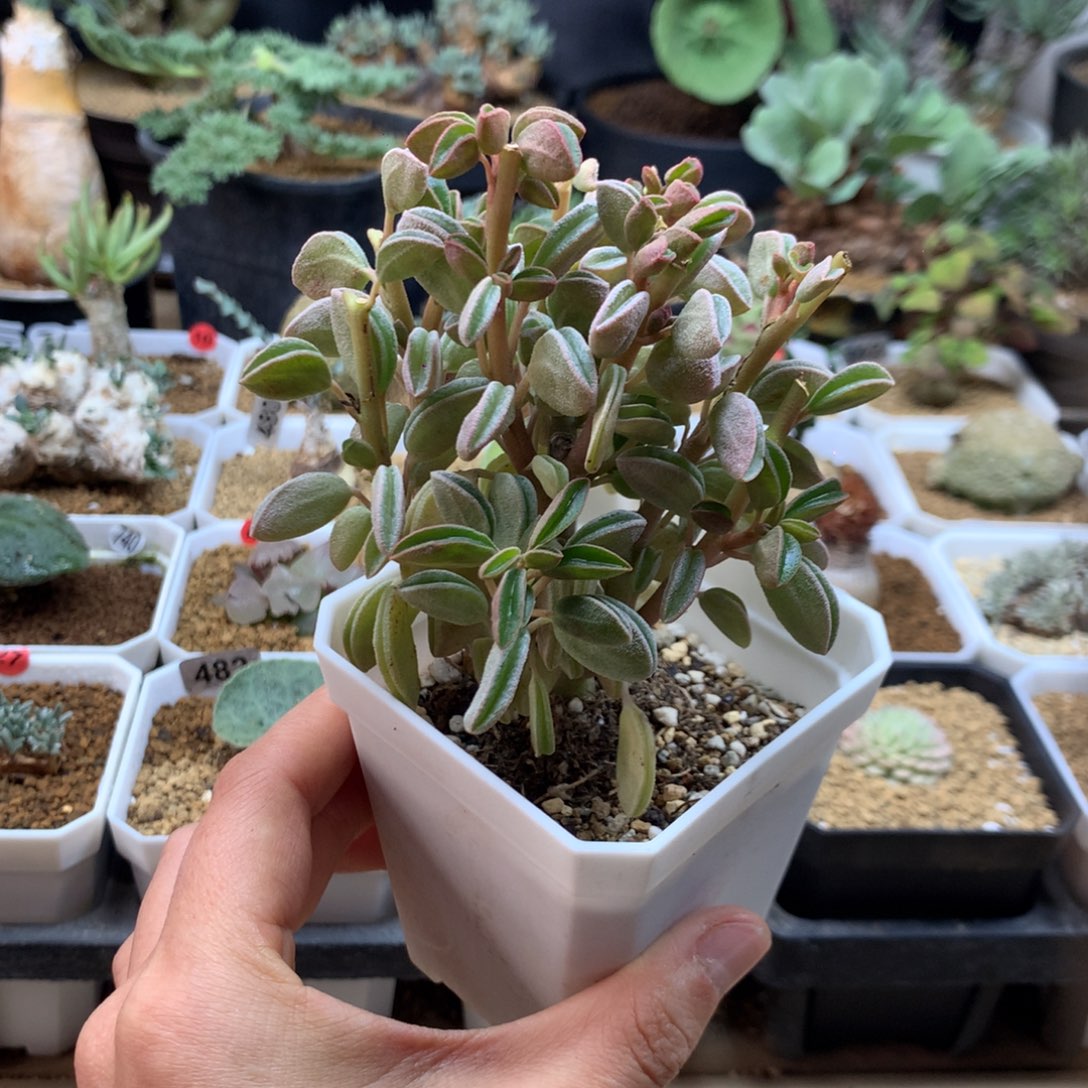 粉背椒草多肉脱土