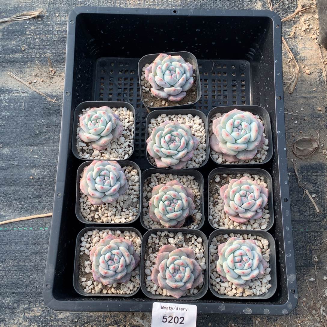 特5202星影4厘米左右10颗一组