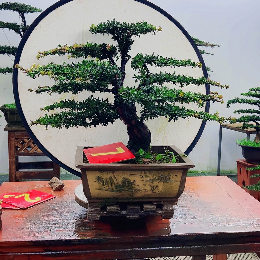 不开花植物罗汉松