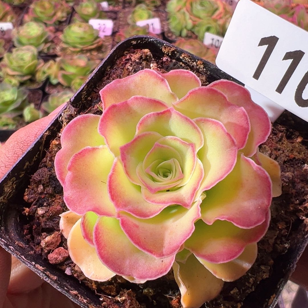 用****6墨幽110山地玫瑰多肉