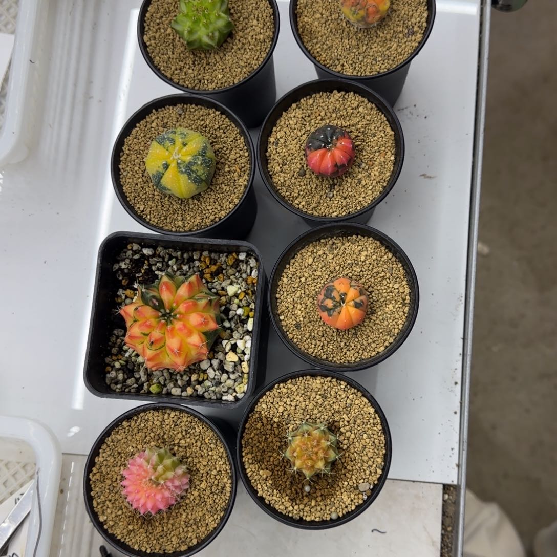 仙人球11111111111