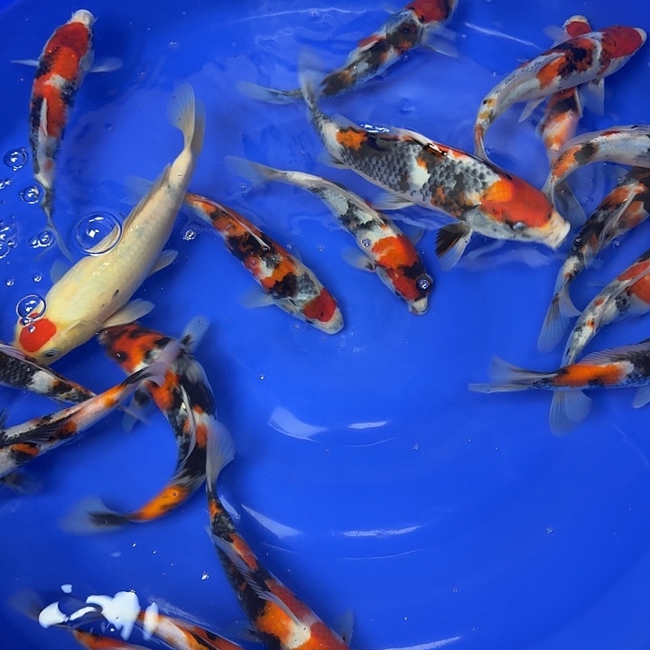 锦鲤迈巴赫超级精品昭和