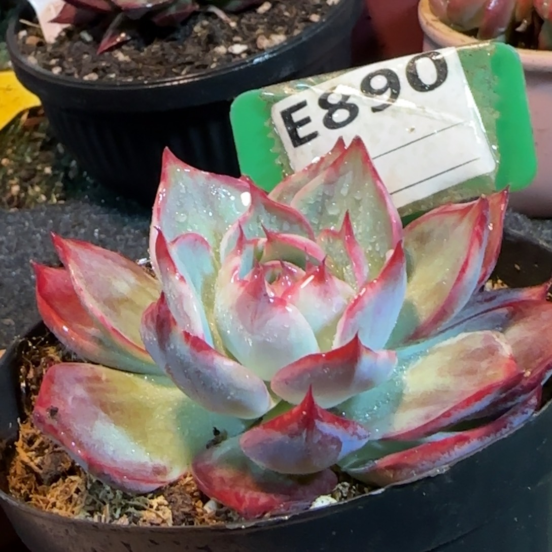 惊鸿一物一拍包装收缩花旱890