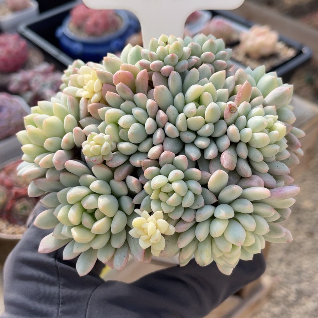 0137 小红蛋锦 10厘米 啦啦啦