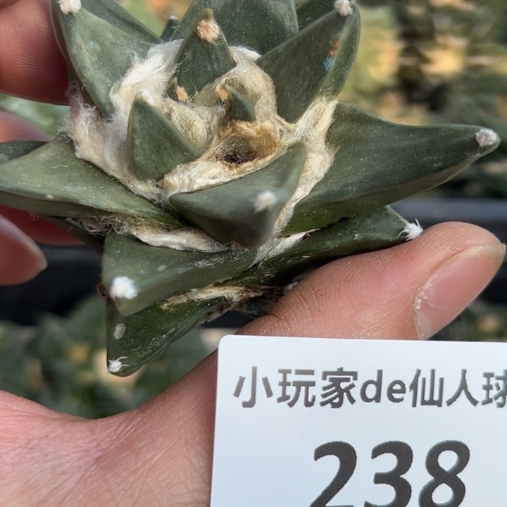 238有根 收到可以上盆 