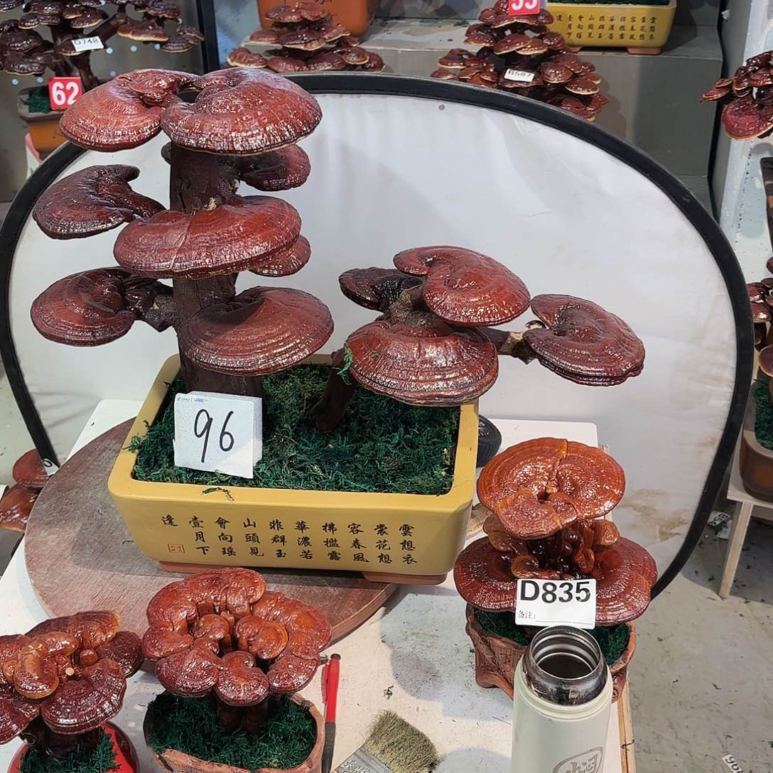 无花朵灵芝588888888888888