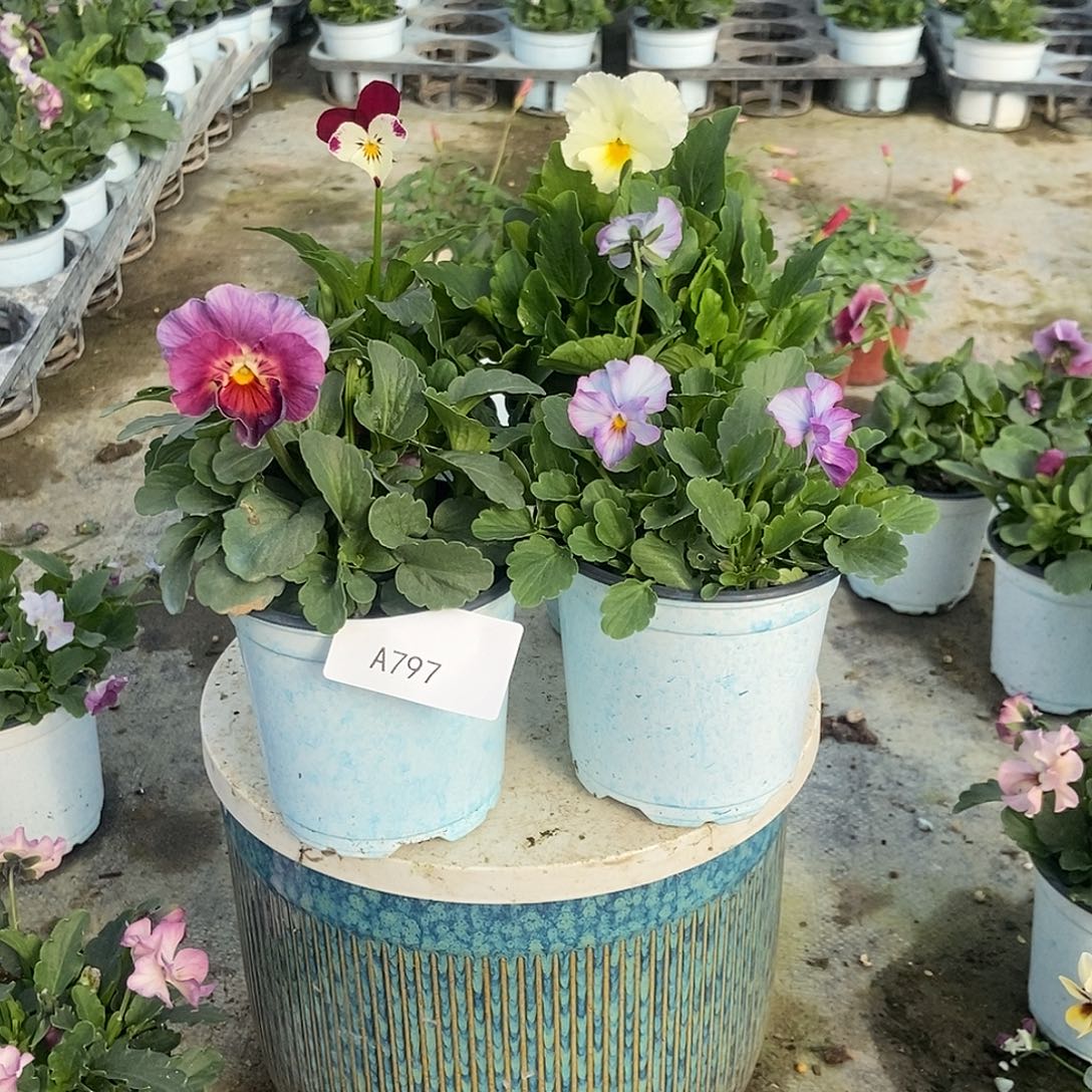 大部分花苞少量开放797