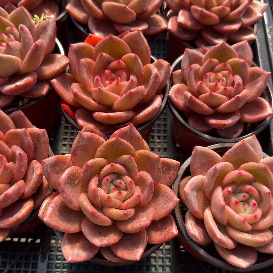 从前慢花园多肉编号1228-香槟