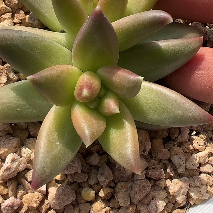 双头美人东云杂交