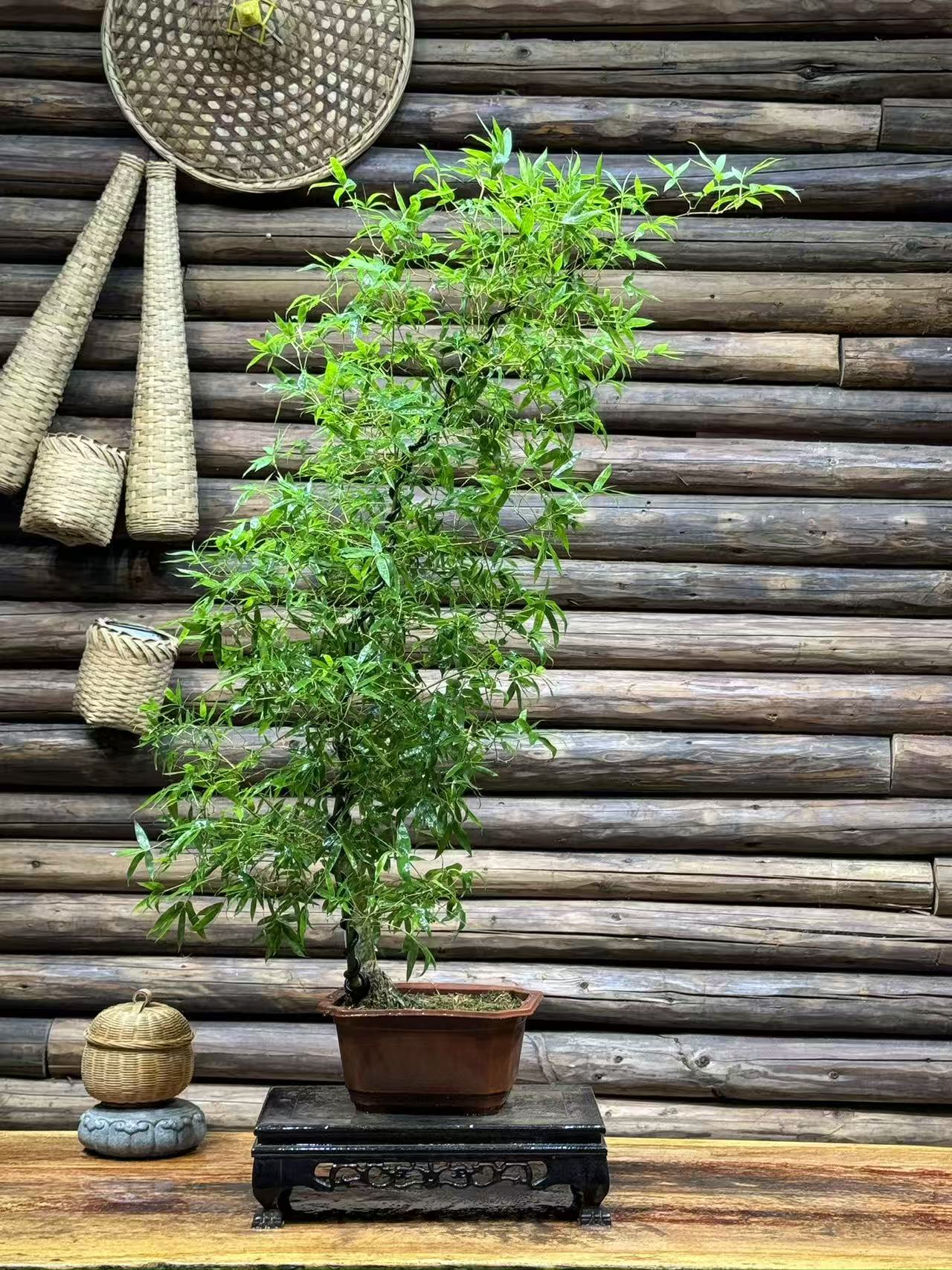 小叶簕竹盆景室内桌面绿植好养活