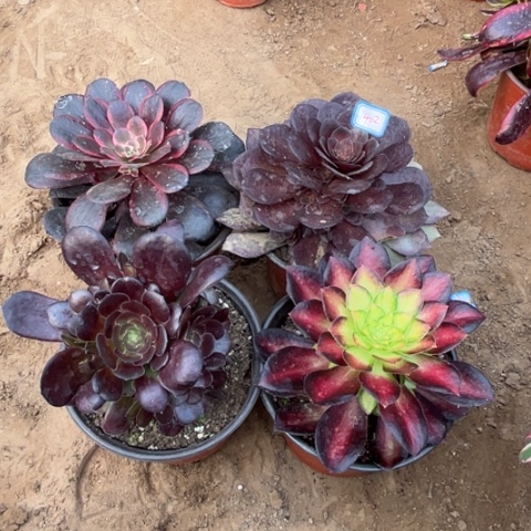 402多肉植物组合