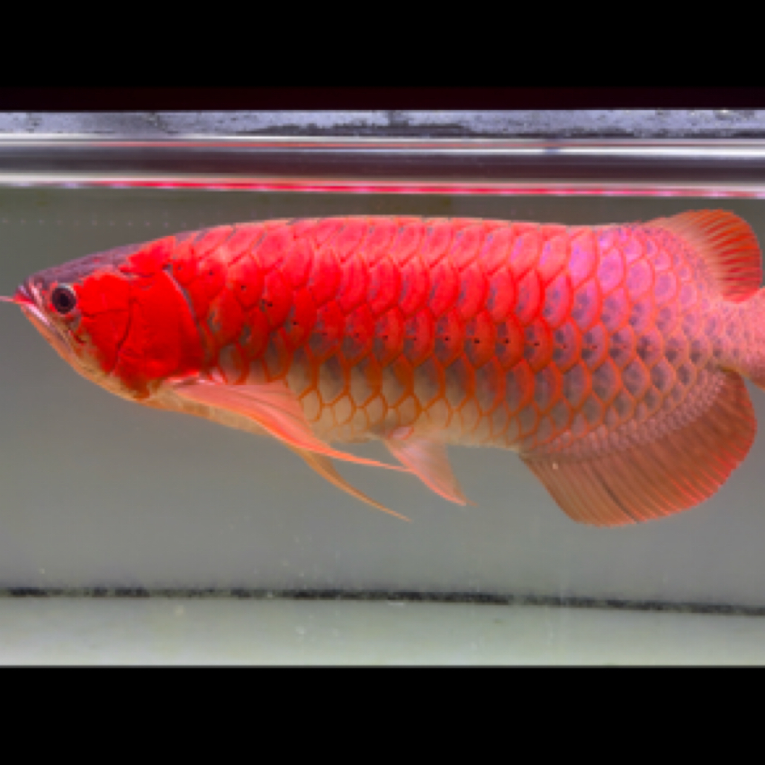 印尼红龙鱼纯血统红龙鱼赛级进口活体观赏鱼淡水鱼风水鱼招财活体