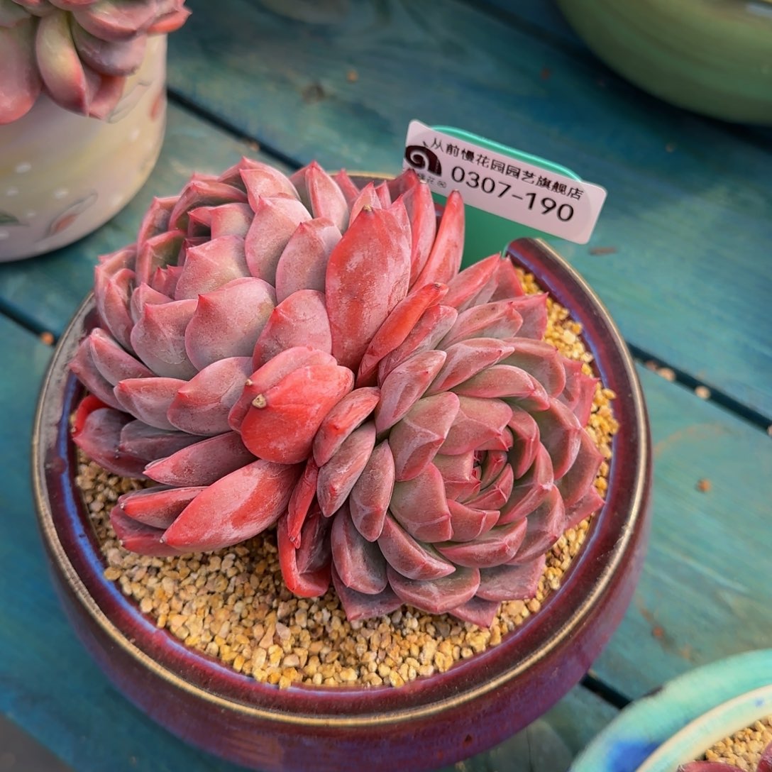 从前慢花园多肉0307-190