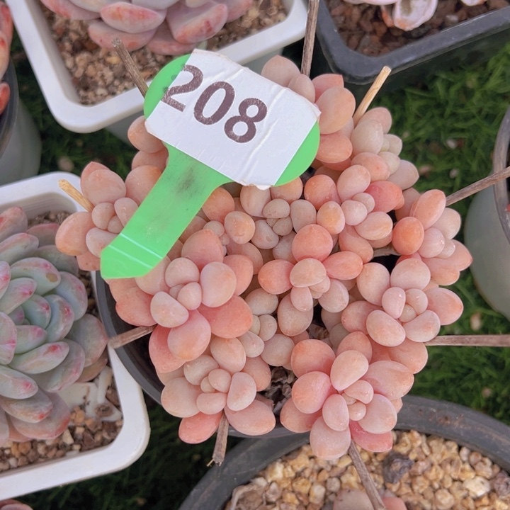 健健康康平平安安