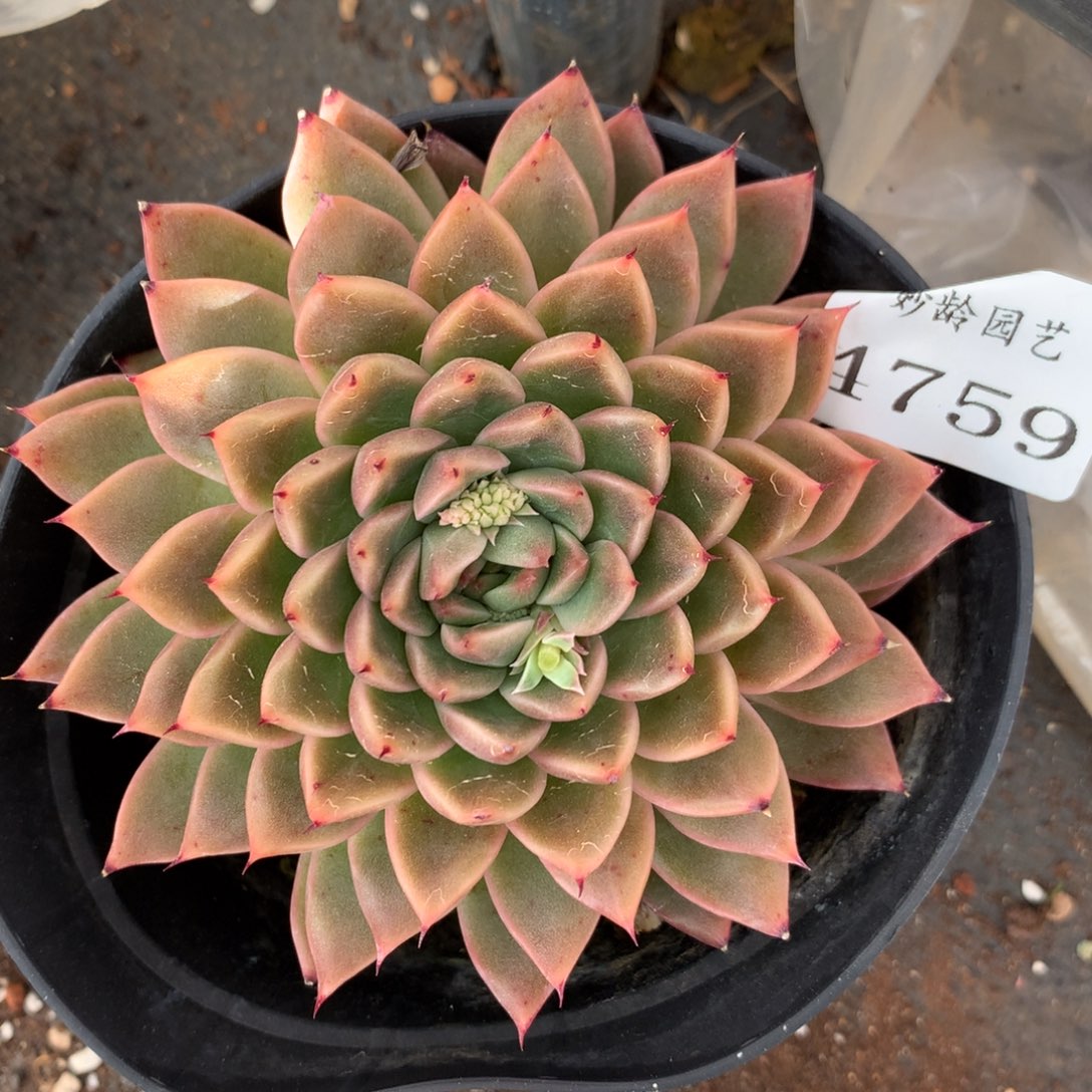 4759杂交多肉植物