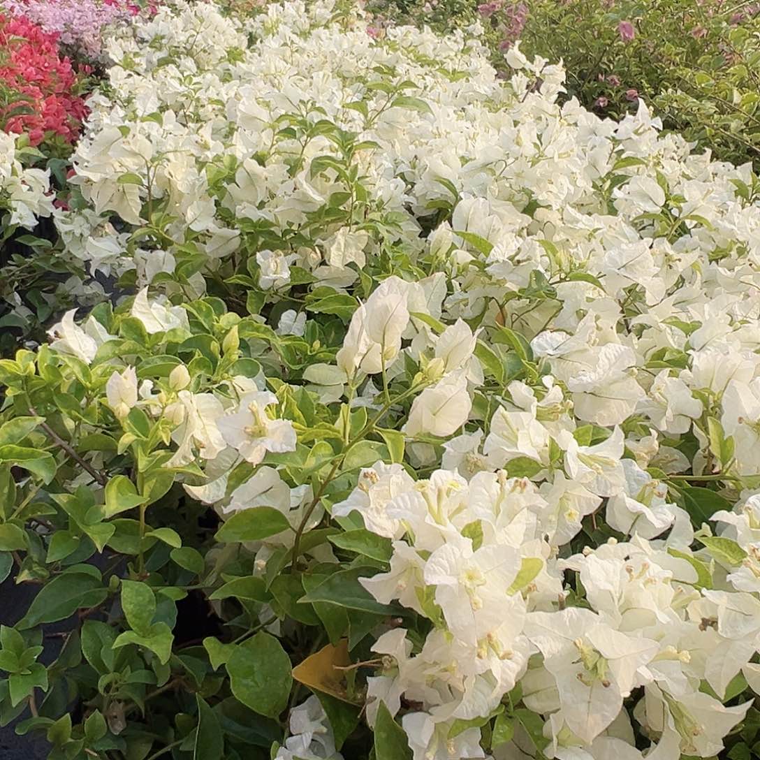 大部分花苞少量开放白雪公主掌中宝一棵