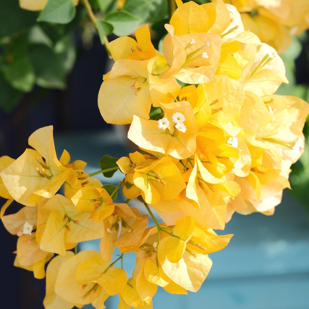 【暗斑柠檬黄】三角梅花卉勤花四季开花基地直发