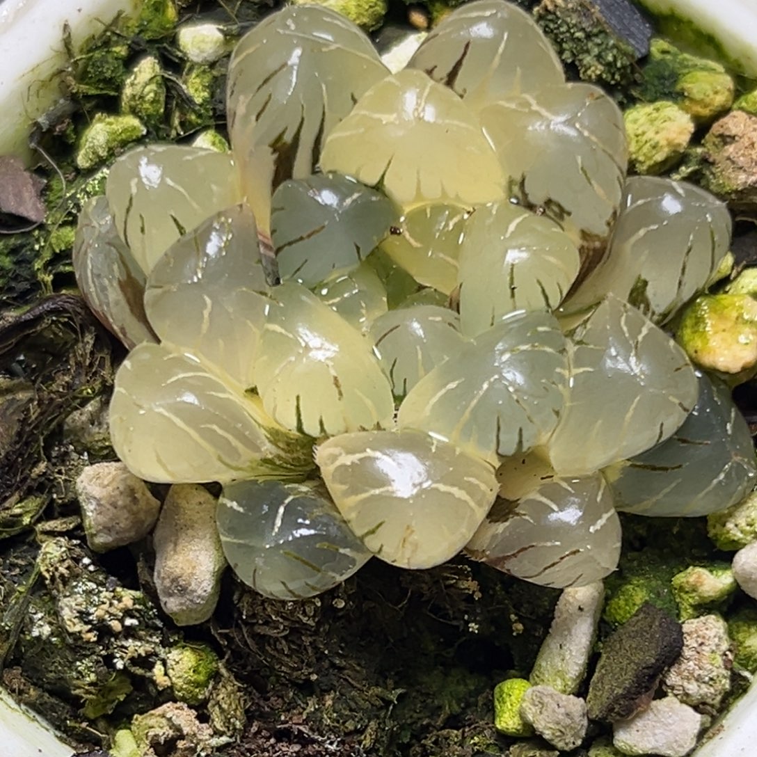 十二卷多肉植物大紫70