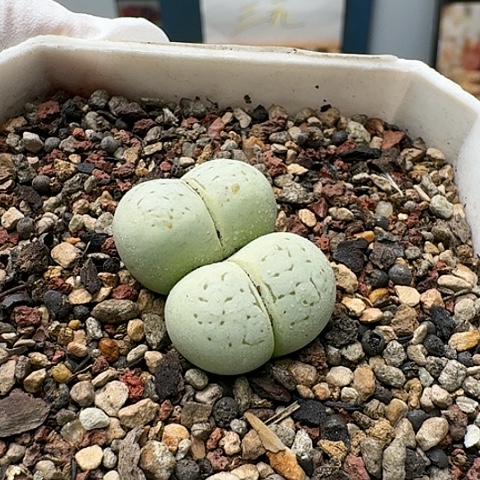 3089，灵耀玉母本双头带盆