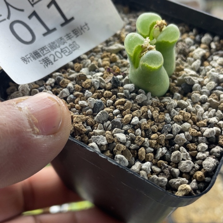 佳人园艺 老周多肉上福利啦奶瓶风铃011