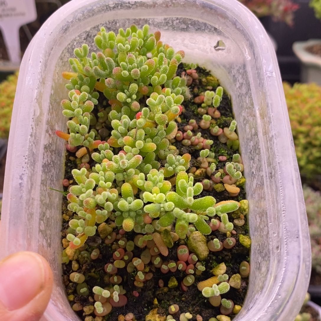 M**苏987混合小苗。     