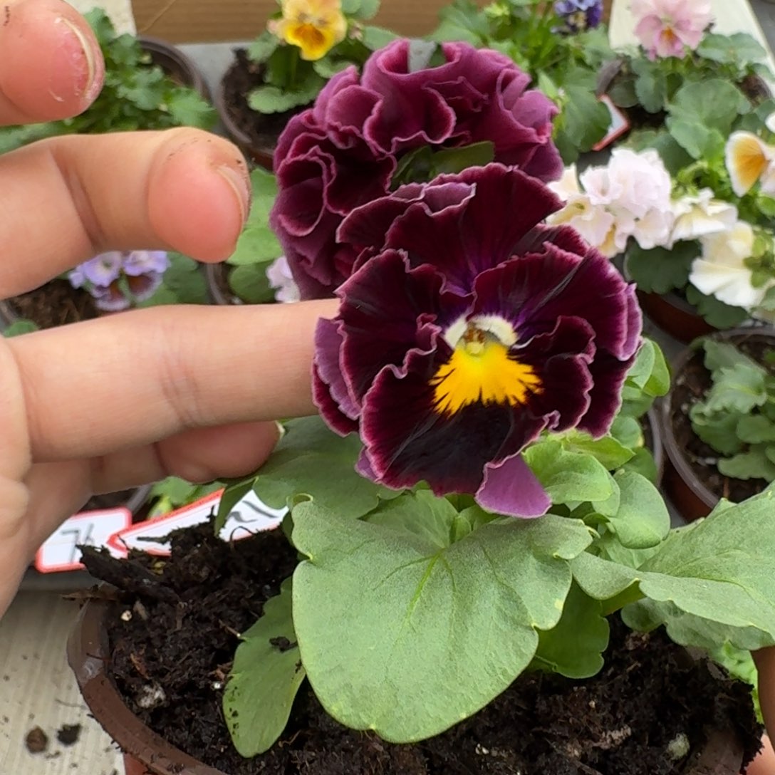 大部分花苞少量开放125