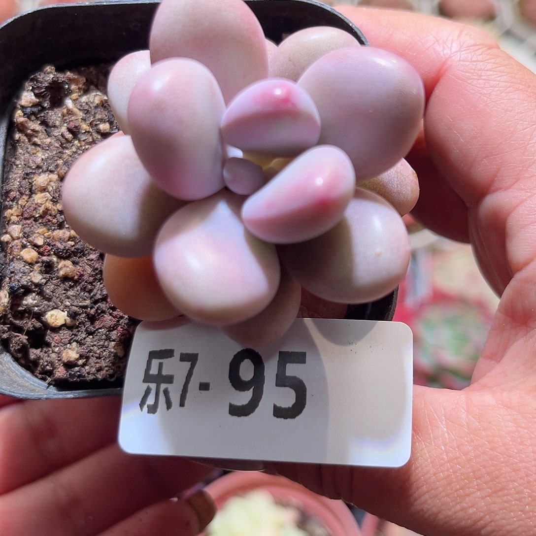 乐7-95 桃蛋单头