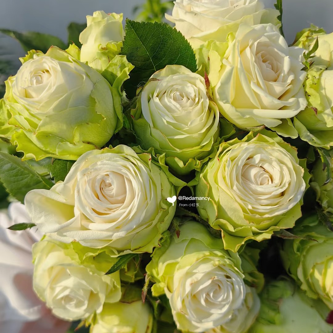 【浪漫格林】绿色大切花月季玫瑰庭院阳台花园地栽盆栽花卉基地