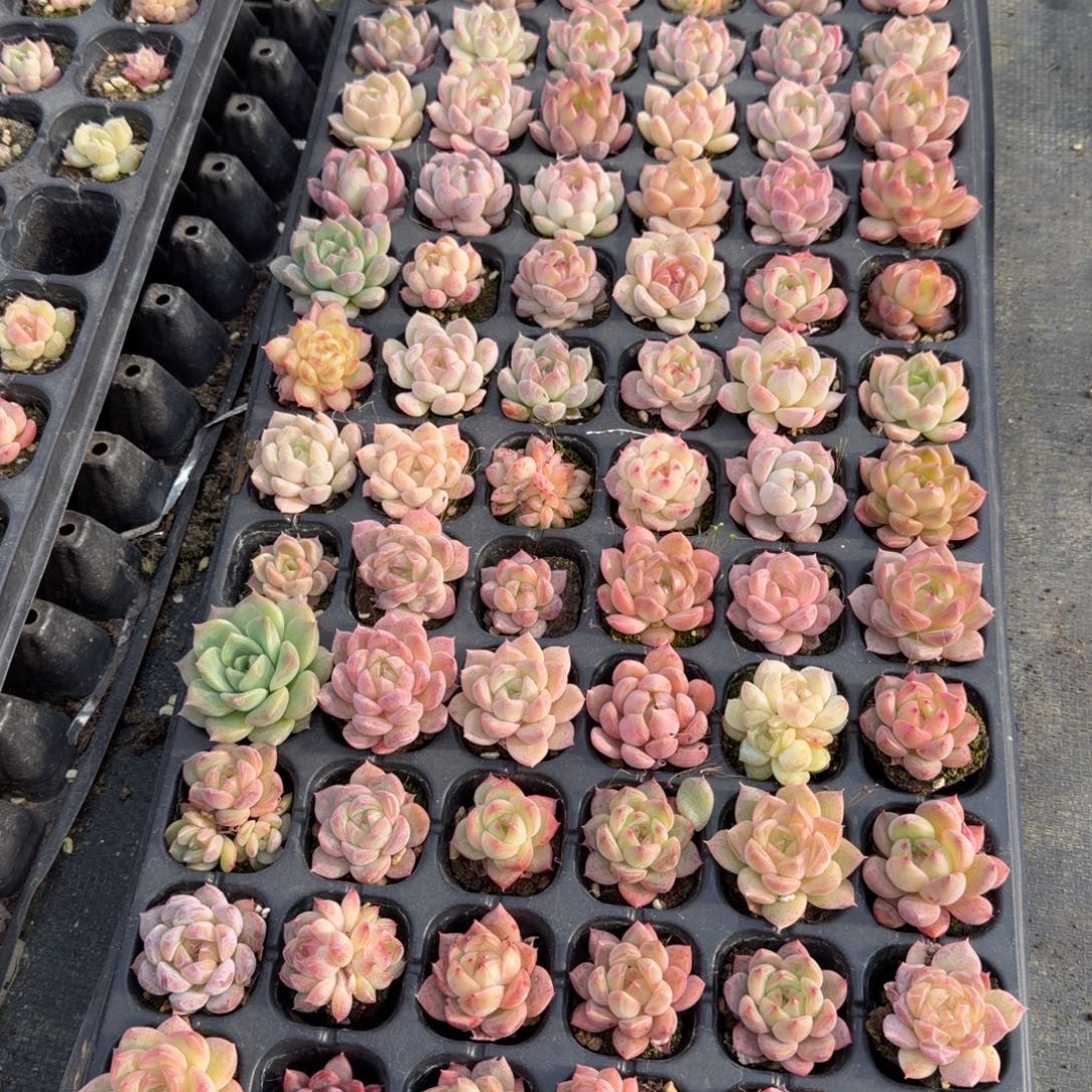 27-5未选育珍妮穴盘一盘量拍