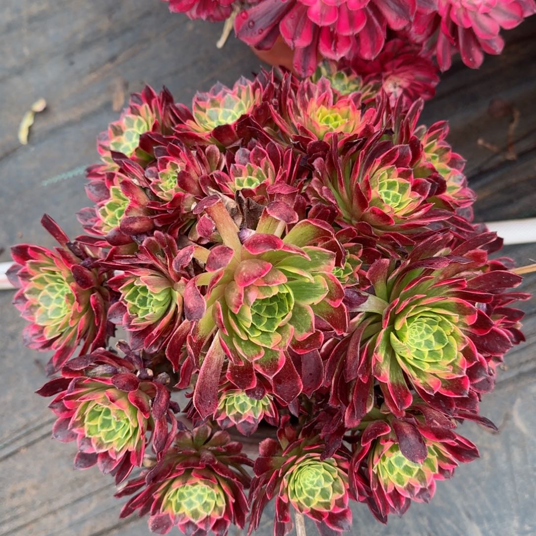 7552朝霞多肉多肉