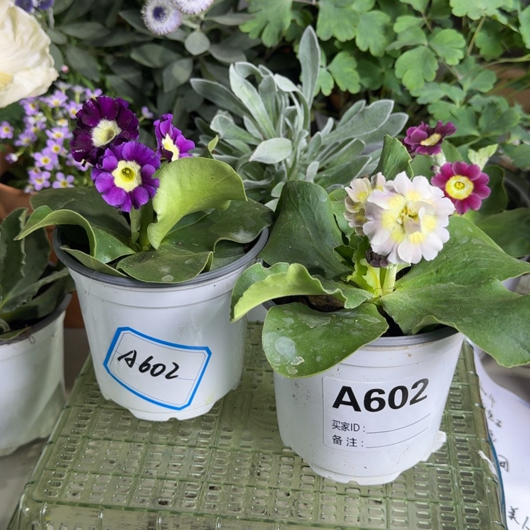 一物一拍  耳叶报春 A602两盆