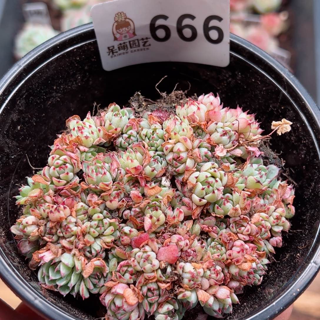 多肉植物多肉植物