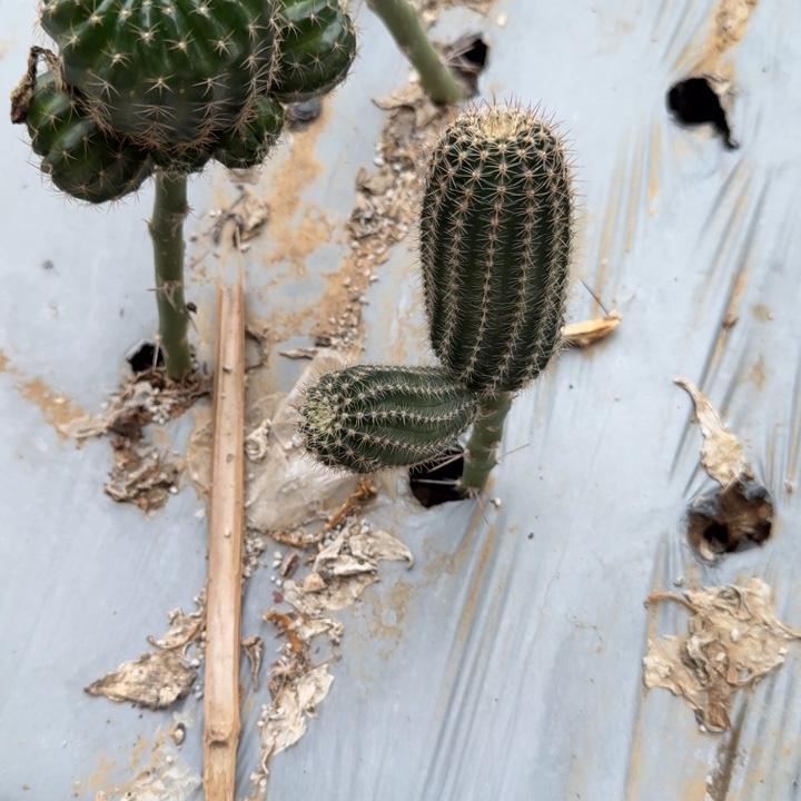 高山丽花仙人球310