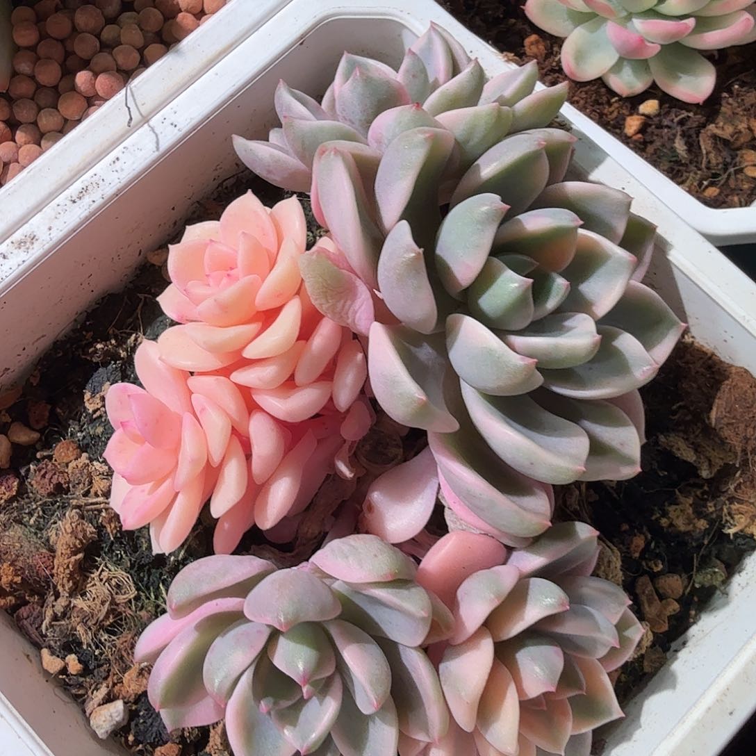 红粉佳人锦，多肉植物