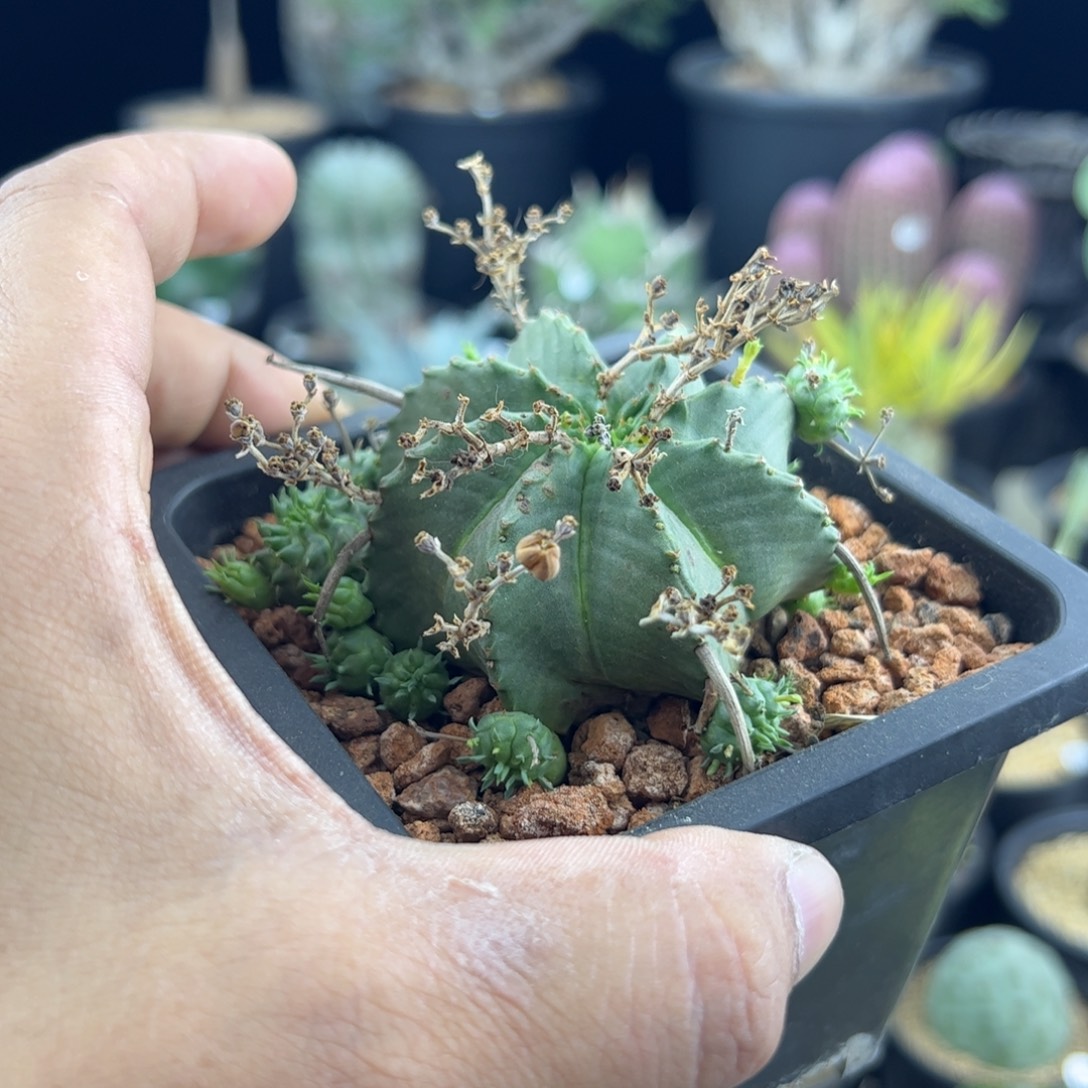 贵青玉6.1一物一拍