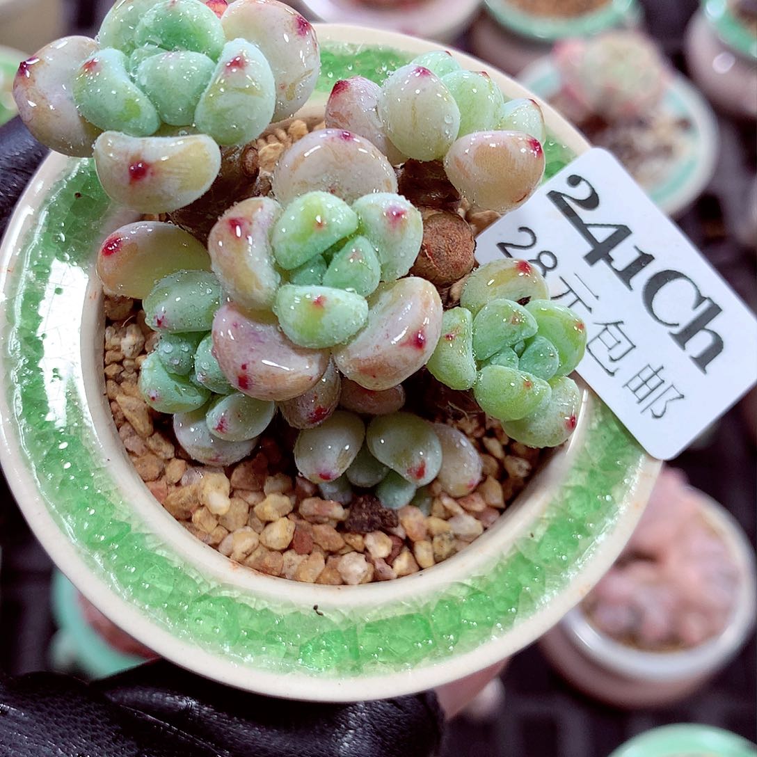 5厘米盆精控多肉241