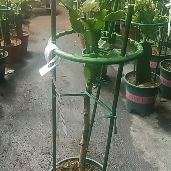 叶仙嫁接五色重瓣以直播间为主