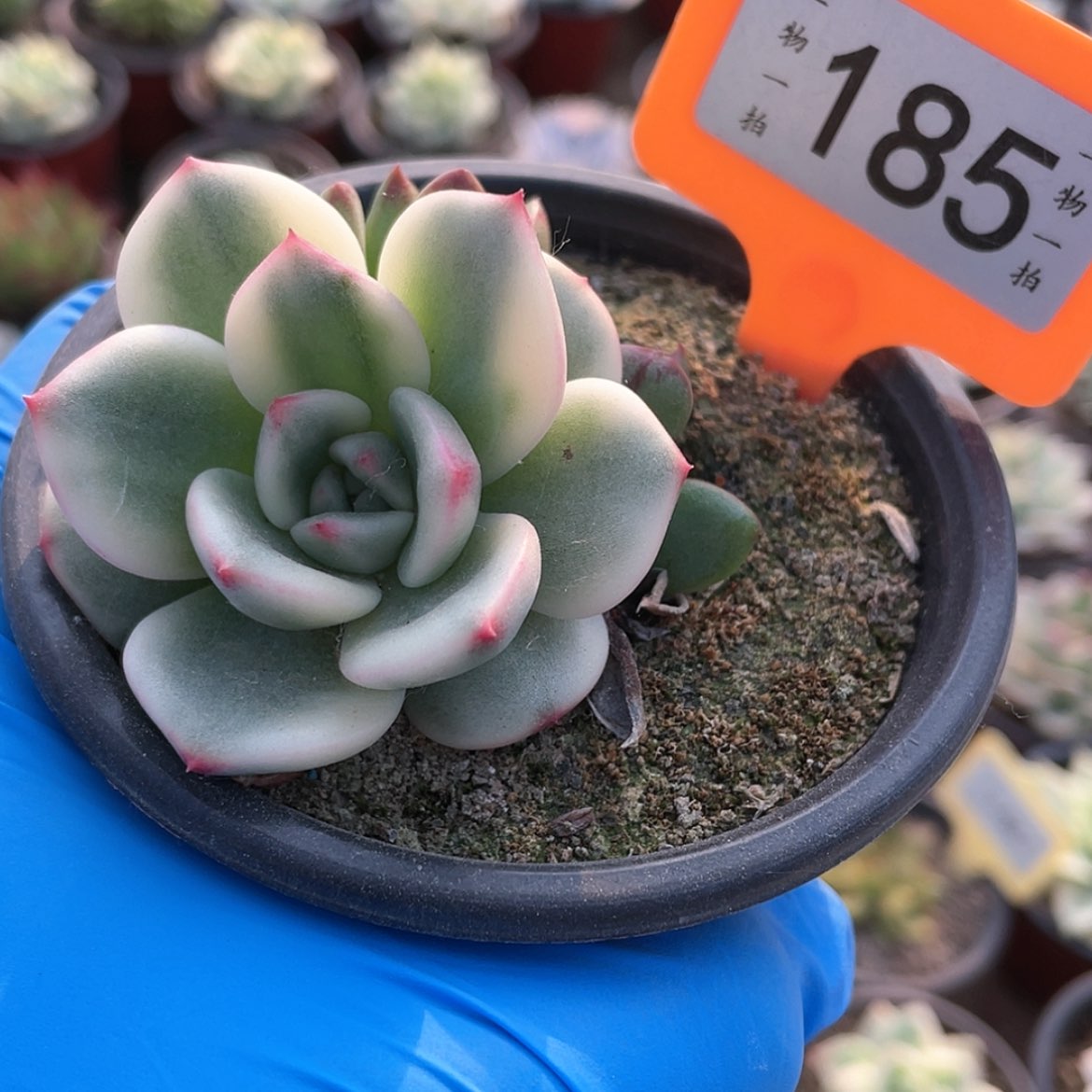 【闪购商品】无花朵185号